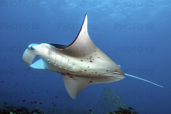 Underwater photo of large winged ray (Manta birostris) giant ray popular name devil ray swims through coral atoll over coral reef into blue sea water, Indian Ocean, Maldives