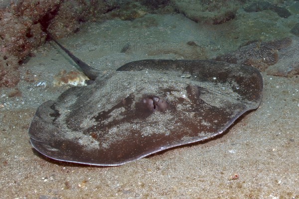 Underwater photo of round stingray (Taeniura grabata) Stingray swimming across seabed past viewer, East Atlantic Ocean, Fuerteventura, Canary Islands, Spain