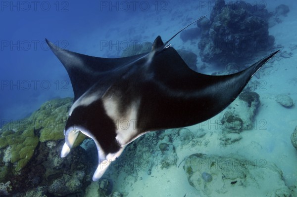 Underwater photo of coastal reef manta ray (Mobula alfredi) synonym ray common name devil ray swims over tropical coral reef of reef-building hard corals (Scleractinia) stony corals, tropical seas, Pacific, Yap Island, Yap State, Caroline Islands, FSM, Federated States of Micronesia, Australia, Oceania