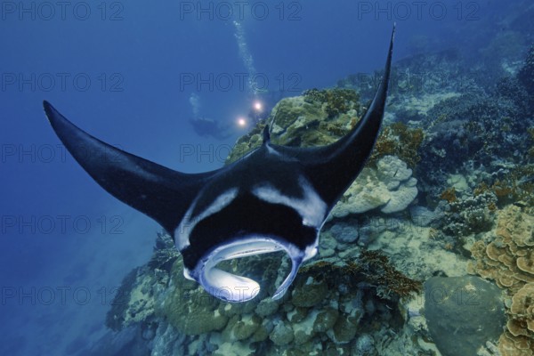 Underwater photo of coastal reef manta ray (Mobula alfredi) synonym ray common name devil ray swimming over tropical coral reef of reef-building hard corals (Scleractinia) stony corals, in the background divers with underwater lamps, tropical seas, Pacific Ocean, Yap Island, Yap State, Caroline Islands, FSM, Federated States of Micronesia, Australia, Oceania