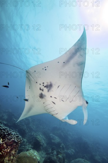 Underwater photo Backlit photograph of reef manta ray (Mobula alfredi) living close to shore Synonym ray common name Devil ray swims above cleaning station in shallow tropical coral reef with reef-building hard corals (Scleractinia) Stony corals, tropical seas, Pacific, Yap Island, Yap State, Caroline Islands, FSM, Federated States of Micronesia, Australia, Oceania