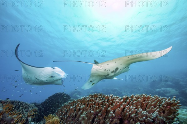 Underwater photo of two specimens of reef manta rays (Mobula alfredi) living close to shore Synonym reef manta ray common name devil ray swimming circling over cleaning station in shallow tropical coral reef with reef-building hard corals (Scleractinia) stony corals, tropical seas, Pacific, Yap Island, Yap State, Caroline Islands, FSM, Federated States of Micronesia, Australia, Oceania