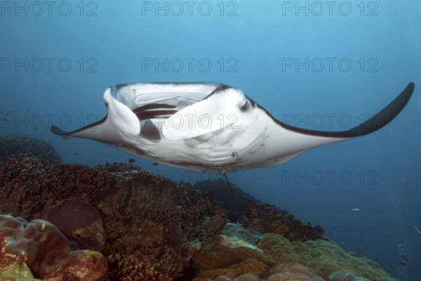 Underwater photo of coastal reef manta ray (Mobula alfredi) synonym ray common name devil ray swims over cleaning station in shallow tropical coral reef with reef-building hard corals (Scleractinia) stony corals, tropical seas, Pacific, Yap Island, Yap State, Caroline Islands, FSM, Federated States of Micronesia, Australia, Oceania