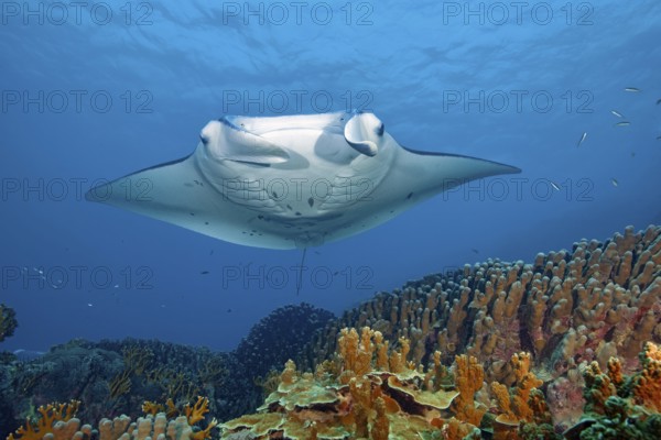 Underwater photo of nearshore reef manta ray (Mobula alfredi) synonym common name devil ray swims over cleaning station in shallow tropical coral reef with reef-building hard corals (Scleractinia) stony corals, tropical seas, Pacific, Yap Island, Yap State, Caroline Islands, FSM, Federated States of Micronesia, Australia, Oceania