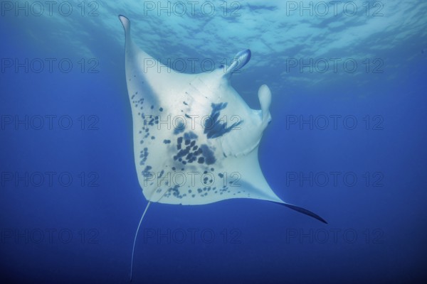 Underwater photo of giant ray Manta (Manta birostris) plankton eater swimming through open sea, above sea surface, tropical subtropical seas, Atlantic Ocean, Eastern Atlantic Ocean, Western Atlantic Ocean, Caribbean Sea, Red Sea, Indian Ocean, Indo-Pacific Ocean, Pacific Ocean