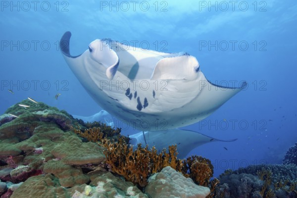 Underwater photo of coastal reef manta ray (Mobula alfredi) synonym common name devil ray swimming over cleaning station in shallow tropical coral reef with hard corals (Scleractinia) stony corals, in the background two other giant rays, tropical seas, Pacific Ocean, Yap Island, Yap State, Caroline Islands, FSM, Federated States of Micronesia, Australia, Oceania
