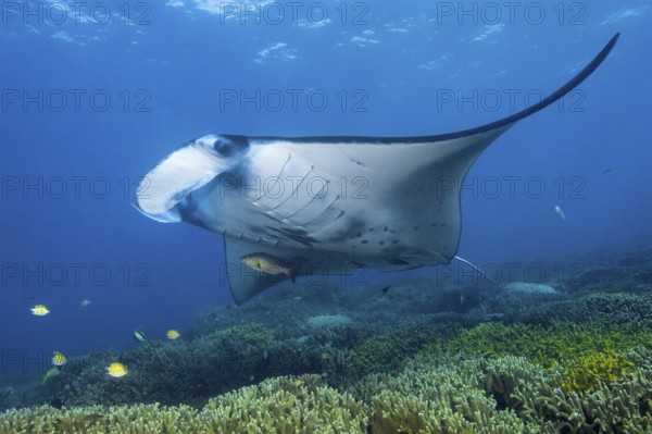 Underwater photo of coastal reef manta ray (Mobula alfredi) synonym ray common name devil ray swims over cleaning station in shallow tropical coral reef with reef-building hard corals (Scleractinia) stony corals, tropical seas, Pacific, Yap Island, Yap State, Caroline Islands, FSM, Federated States of Micronesia, Australia, Oceania