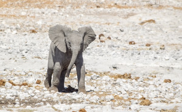 Sunny arid savannah scenery including a african bush elephants cub seen in Namibia