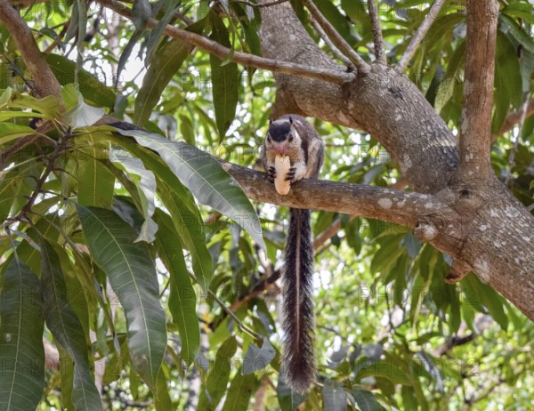 Grizzled giant squirrel in a tree top seen in Sri Lanka