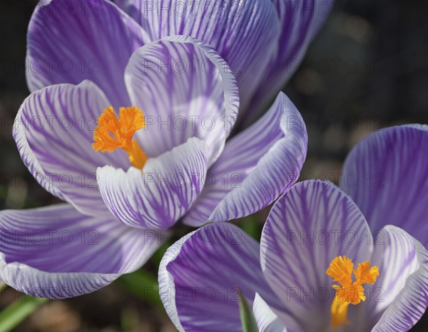 Detail shot of a crocus flower