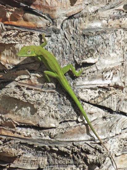 Small green lizard on bark in sunny ambiance