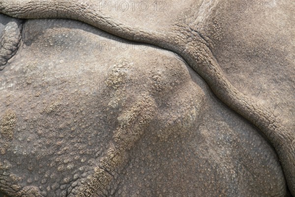 Abstract full frame natural background showing a sunny illuminated rhinoceros skin detail