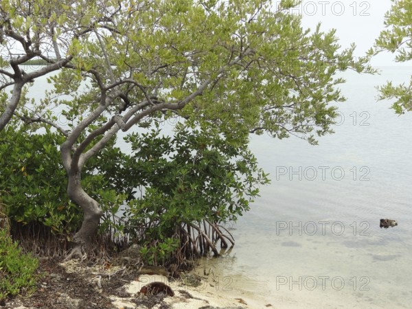 Natural detail at the Florida Keys in USA