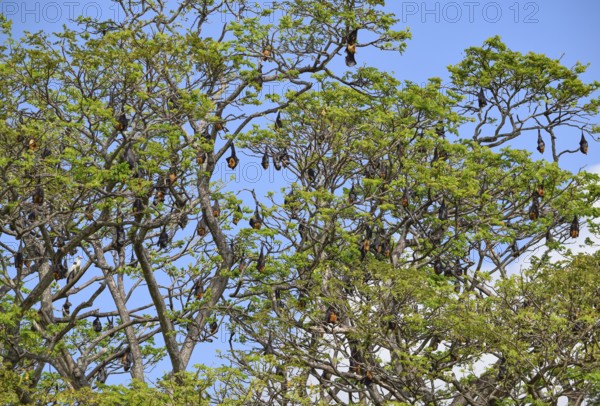 Treetop including lots of resting megabats seen in Sri Lanka