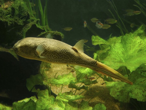 Freshwater blowfish in natural ambiance