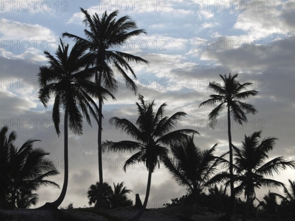 Evening sky with palm tree silhouettes at the Dominican Republic, a island of Hispanola wich is a part of the Greater Antilles archipelago in the Carribean region
