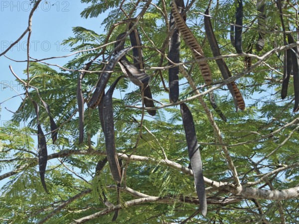Delonix regia tree with legume fruits at the Dominican Republic, a island of Hispanola wich is a part of the Greater Antilles archipelago in the Carribean region