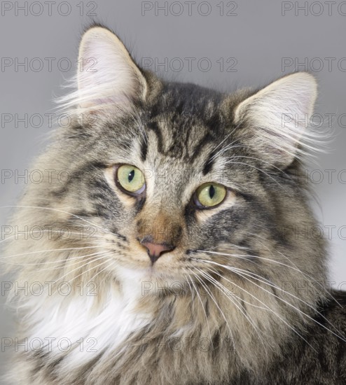 Portrait of a Norwegian Forest Cat