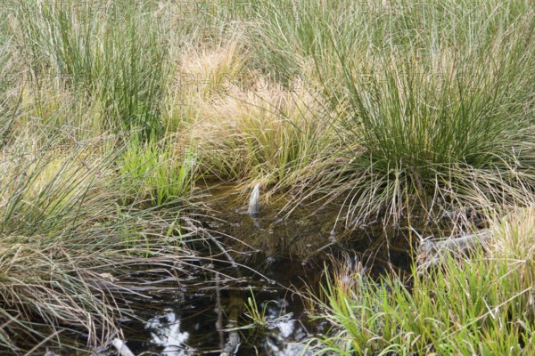 Detail of a swamp in Southern Germany at autumn time