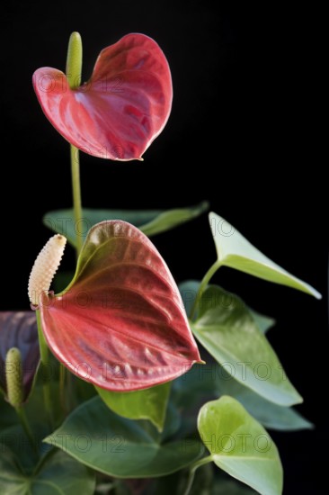 Detail of a red Flamingo Flower in black back
