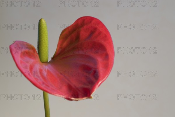 Detail of a red Flamingo Flower in light grey back