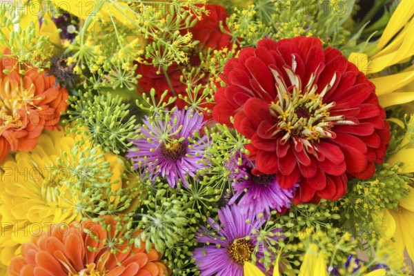 Colorful full frame background showing various closeup flowers