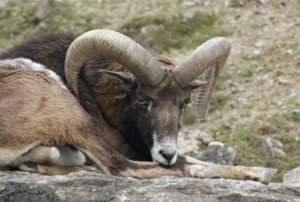 Detail shot of a mouflon while resting in stony ambiance