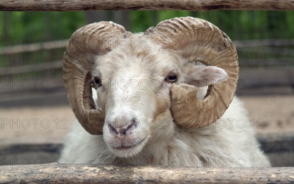 Portrait of a domestic sheep in agricultural ambiance