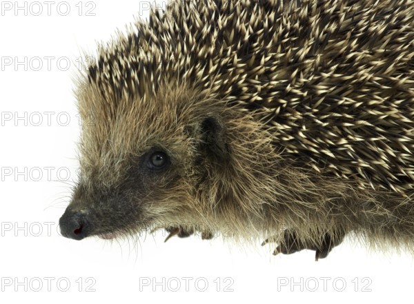Low angle sideways hedgehog portrait. Studio photography in white back