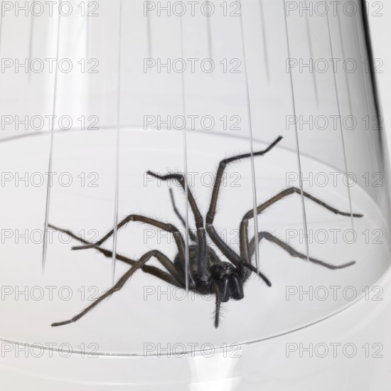 Caught big dark spider under a drinking glass