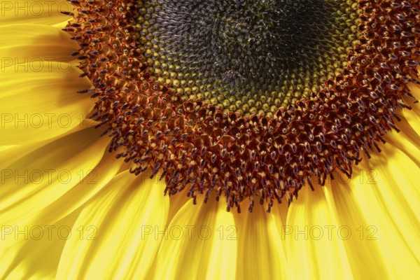Full frame macro shot of a sunflower