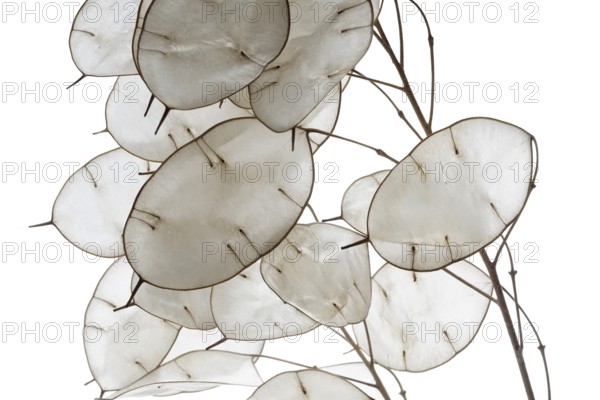Full frame honesty plant closeup in white back