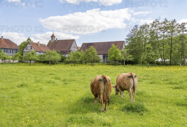 Two cows on a green meadow near a small idyllic village