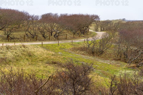 Overgrown coastal scenery with footpath at the North Sea near Domburg in Walcheren in the dutch province of Zeeland