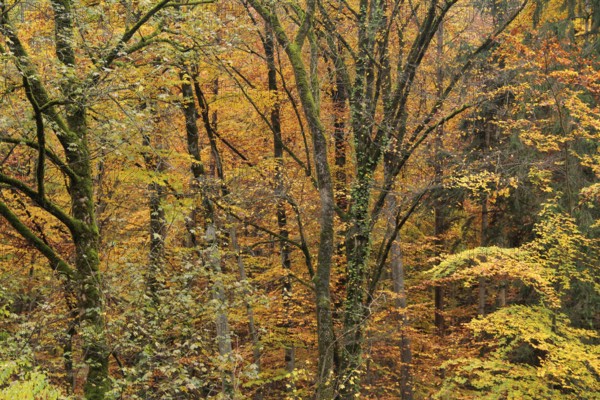 Detail of a colorful forest at autumn time in Southern Germany