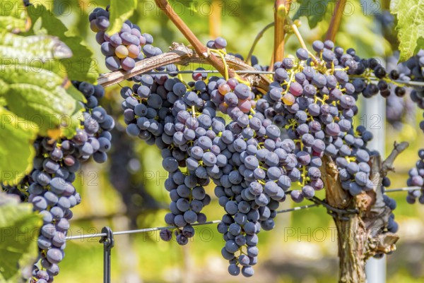 Detail of blue grapes in a sunny illuminated vineyard