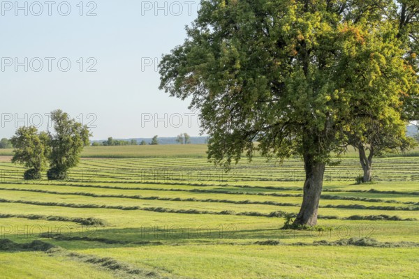 Mowed meadow with fruit trees at late summer time