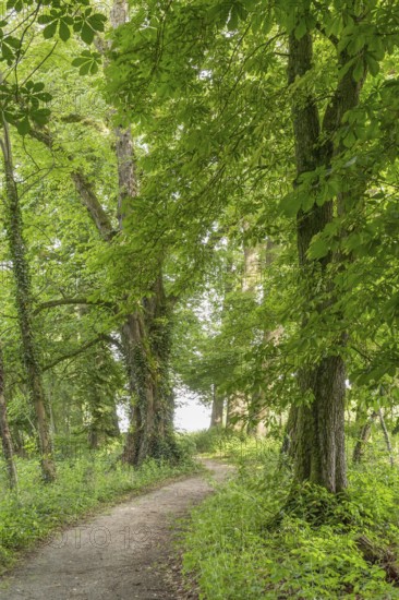 Idyllic park scenery with lots of trees at summer time