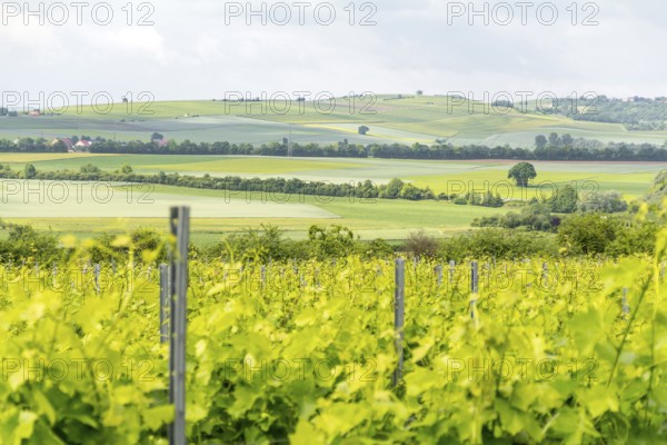 Winegrowing scenery around Loerzweiler in the Rhineland-Palatinate in Germany at spring time
