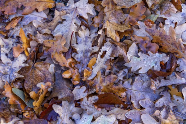 Wet autumn leaves seen from above