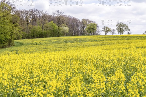 Yellow flowering field of rapeseed at spring time in rural ambiance