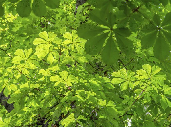 Full frame backdrop showing lots of sunny illuminated chestnut leaves