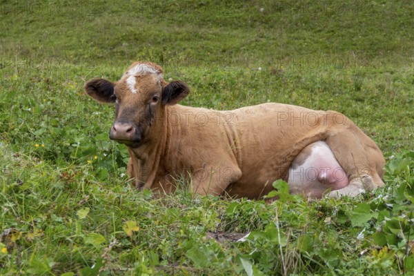 Cow resting on a meadow seen in Austria