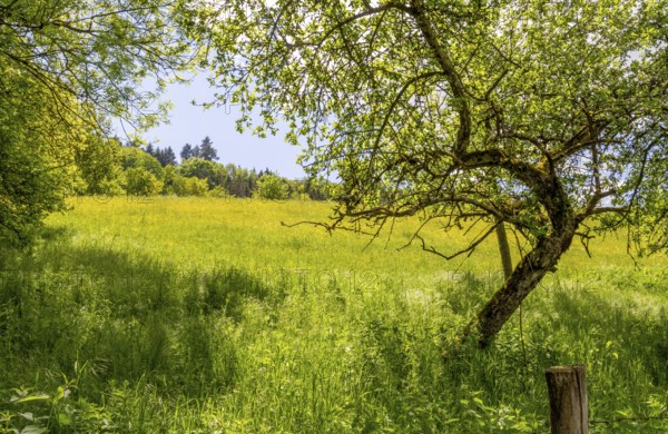 Sunny idyllic spring time scenery around Jagst valley in Hohenlohe, a district in Southern Germany