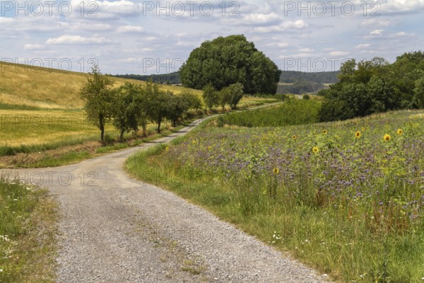 Idyllic rural scenery around the Jagst Valley in Hohenlohe, a district in Southern Germany at summer time