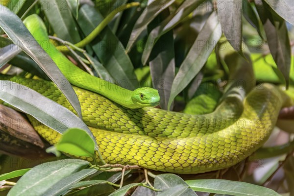 Western green mamba in green foliage ambiance