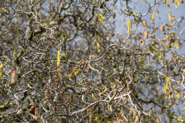 Full frame detail shot showing lots of twisted hazel twigs at early spring time
