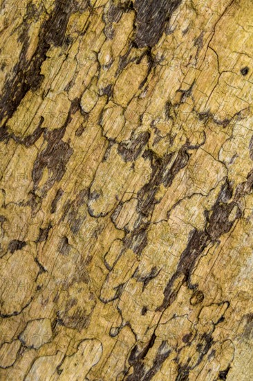 Full frame abstract bark closeup