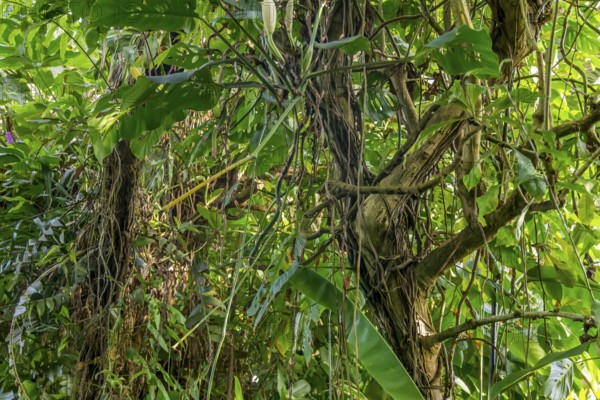 Sapful green jungle vegetation scenery