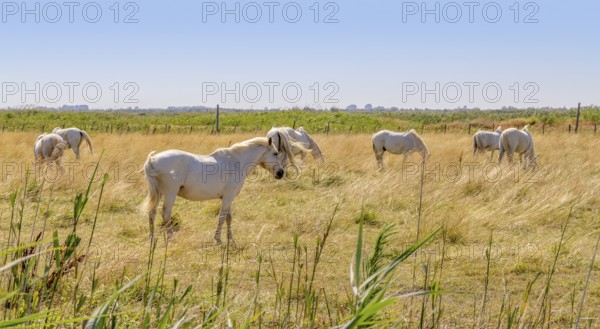 Some Camargue horses seen in in the Camargue, a area in Southern France